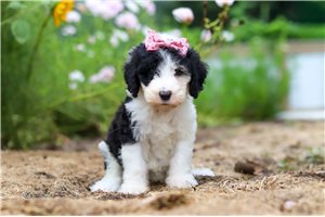 Betty - Sheepadoodle for sale