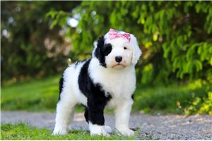Nova - Sheepadoodle for sale