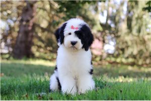 Flower - puppy for sale