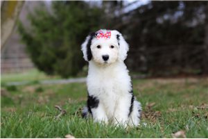 Iris - Sheepadoodle for sale