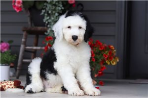 Luke - Sheepadoodle for sale