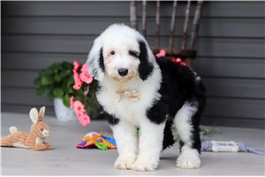 Neville - Sheepadoodle for sale