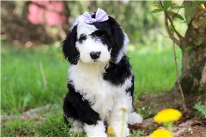 Makenna - puppy for sale