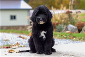 Felix - Sheepadoodle for sale