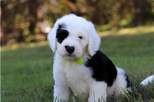 Franklin - Sheepadoodle for sale