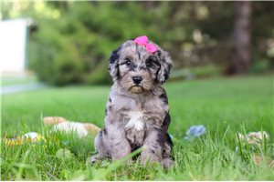 Felicity - Sheepadoodle for sale