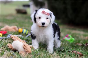 Iris - puppy for sale