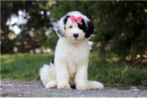 Faith - puppy for sale