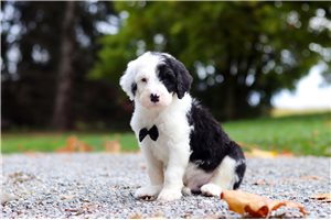 Nate - Sheepadoodle for sale
