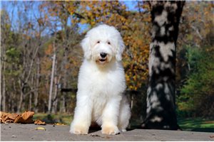 Delilah - puppy for sale