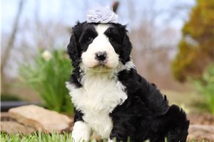 Maisey - Sheepadoodle for sale
