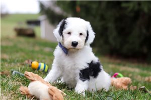 Isaiah - puppy for sale