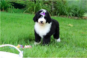 Nevaeh - Sheepadoodle for sale