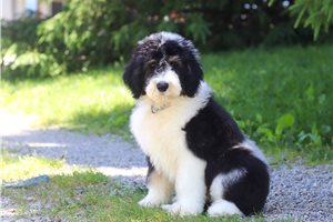 Monroe - puppy for sale