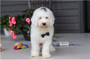 Nico - Sheepadoodle for sale