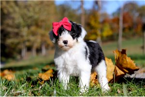Muriel - Sheepadoodle for sale
