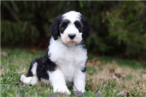 Isaac - puppy for sale