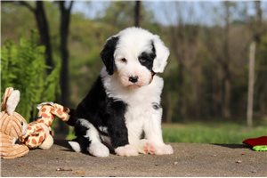Monty - Sheepadoodle for sale