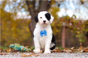 Nigel - puppy for sale