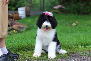 Maddie - Sheepadoodle for sale