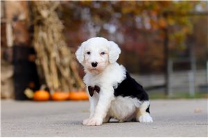 Noland - Sheepadoodle for sale