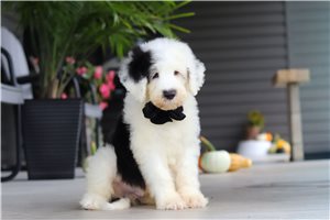 Beauregard - Sheepadoodle for sale