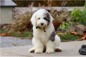 Fabio - Sheepadoodle for sale