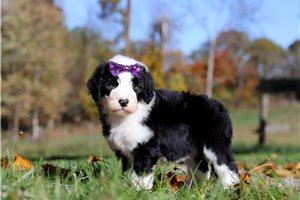Maria - Sheepadoodle for sale