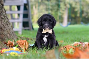 Felix - Sheepadoodle for sale