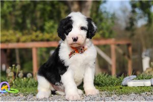 Morrison - Sheepadoodle for sale