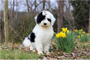 Isabella - Sheepadoodle for sale