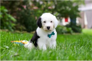 Beck - Sheepadoodle for sale