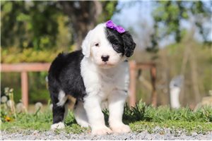 Lacey - Sheepadoodle for sale