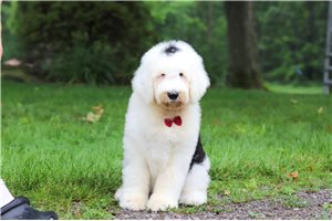Nico - Sheepadoodle for sale