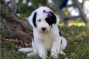 Denise - Sheepadoodle for sale