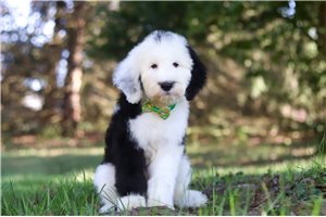 Faust - puppy for sale