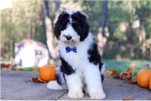 Darris - puppy for sale