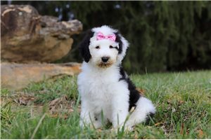 Ivory - Sheepadoodle for sale