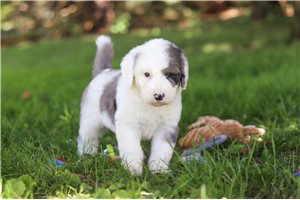 Fabio - Sheepadoodle for sale