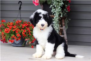 Marshall - Sheepadoodle for sale