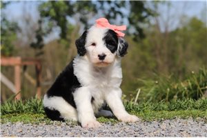 Lilly - Sheepadoodle for sale