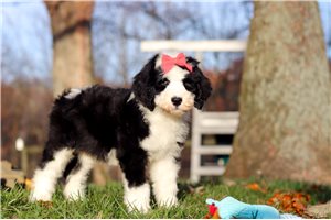 Natalie - Sheepadoodle for sale
