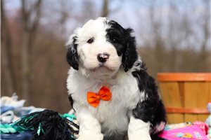 Mater - Sheepadoodle for sale