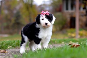 Nova - Sheepadoodle for sale
