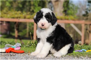 Marshall - Sheepadoodle for sale