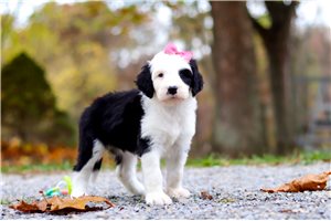 Nikita - Sheepadoodle for sale