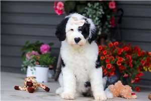 Lilly - Sheepadoodle for sale