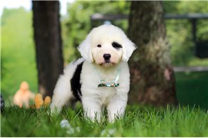 Shepherd - Sheepadoodle for sale
