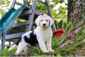 Sonya - Sheepadoodle for sale
