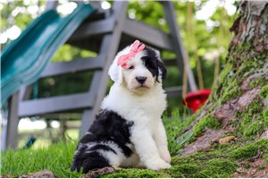 Sylvie - Sheepadoodle for sale